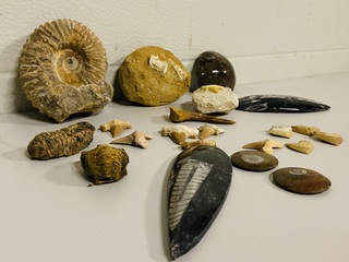 Ca. 20x diverse fossielen