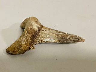 Otodus solokovi tand 8,6cm