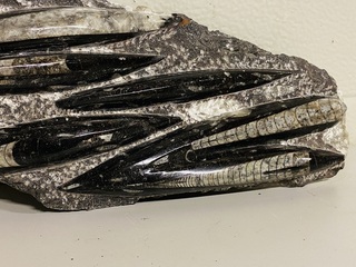 Plaat met orthoceras fossielen