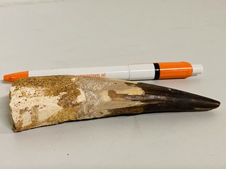 Spinosaurus tand 12cm