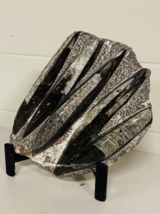 Versteende plaat met orthoceras fossielen