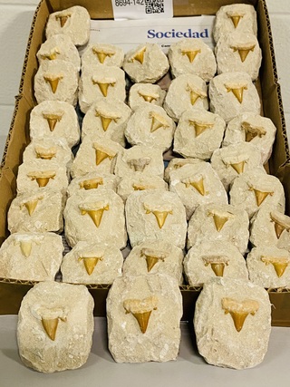 40 Haaientand in matrix