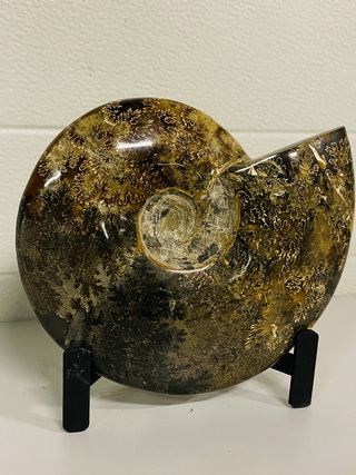 Ammoniet gepolijst met standaard