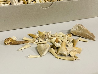 2x Kilo haaientanden ongesorteerd