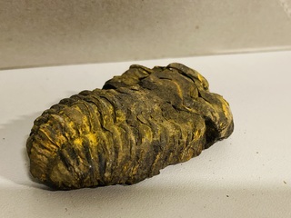 Ca. 26x Trilobiet fossiel