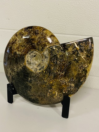 Ammoniet gepolijst met standaard