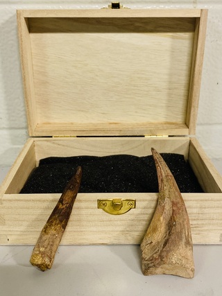 Spinosaurus klauw en tand