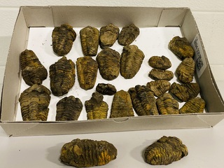Ca. 26x Trilobiet fossiel