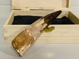 Spinosaurus tand 12cm