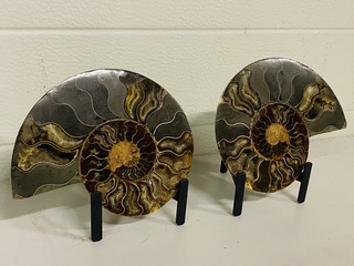 Ammoniet paar op metalen standaard