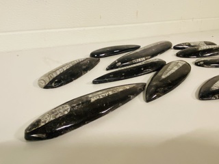 Ca. 13x Orthoceras punten