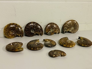 Ca. 10x Ammonieten