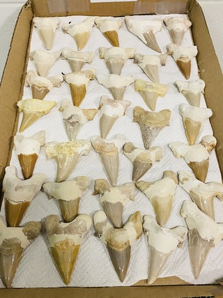 Ca. 35x Haaientand groot