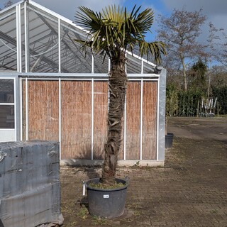 Palmboom in pot Fagus Sylvatica