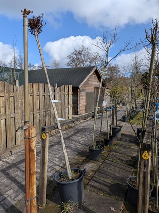 Partij bomen en planten in pot