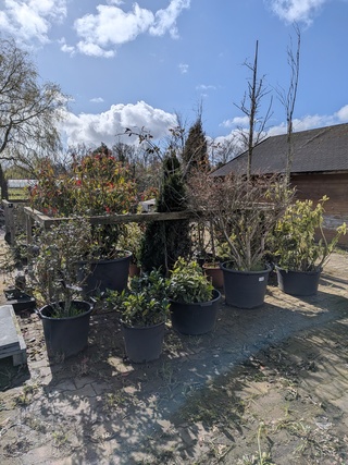Partij diverse tuinplanten in pot