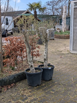 2x Olijfboom in pot Olea Europea