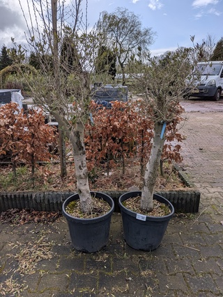 2x Olijfboom in pot Olea Europea