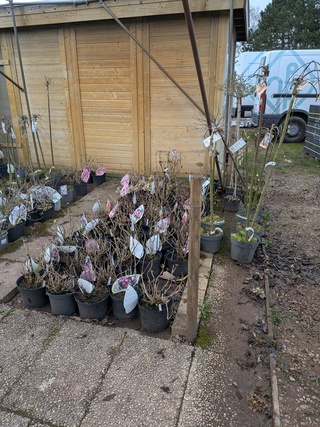 Partij planten en bomen in pot