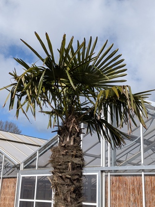 Palmboom in pot Fagus Sylvatica