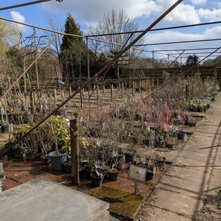 Partij planten en bomen in pot