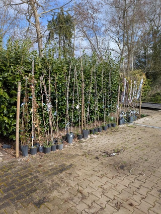 34x Klimplant in pot