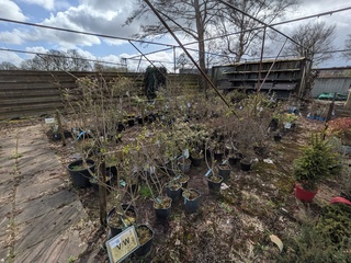 Partij planten en bomen in pot