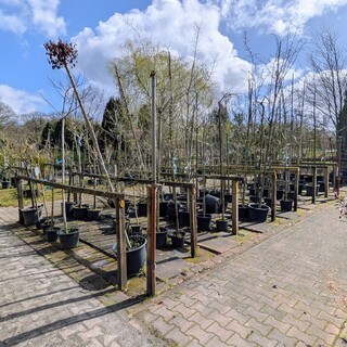 Partij bomen en planten in pot