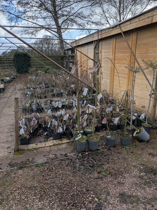 Partij planten en bomen in pot