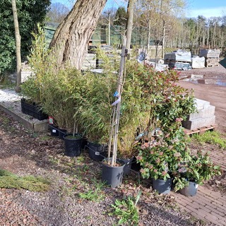 Partij planten in pot