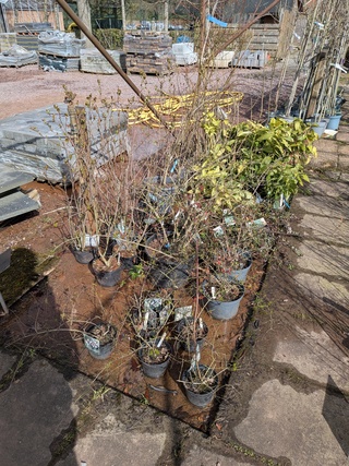 Partij planten en bomen in pot