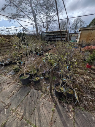 Partij planten en bomen in pot