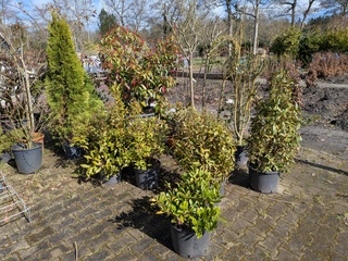 Partij diverse tuinplanten in pot