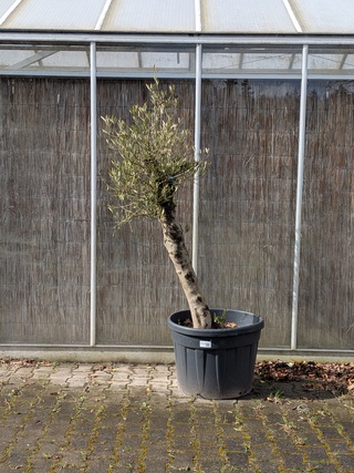 Olijfboom in pot