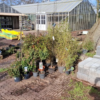 Partij planten in pot