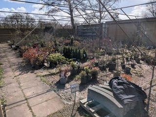 Partij planten en bomen in pot