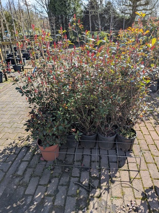 Partij planten en bomen in pot