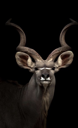 Schilderij gehard glas, koedoe