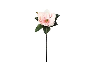 Eurocinsa Magnolia Ivoor Lavendel, doos van 6 stuks, 75 cm
