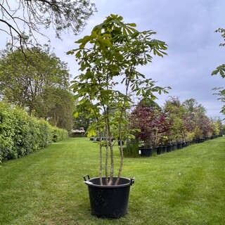 Aesculus hippocastanum (Paardenkastanje wit)