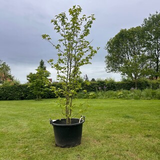 Liquidambar styraciflua (Amber boom)