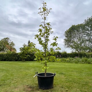 Liquidambar styraciflua (Amber boom)