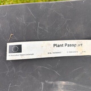 2x Aesculus hippocastanum (Paardenkastanje wit)