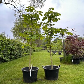 2x Aesculus hippocastanum (Paardenkastanje wit)