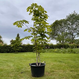 Aesculus hippocastanum (Paardenkastanje wit)