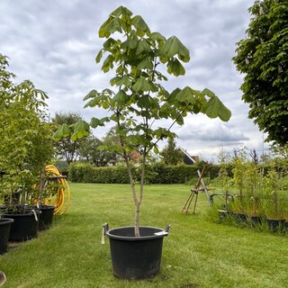 Aesculus hippocastanum (Paardenkastanje wit)