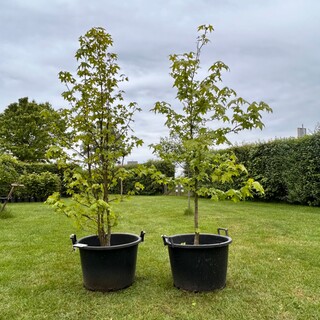 2x Amelancier lamarckii (Krentenboom)