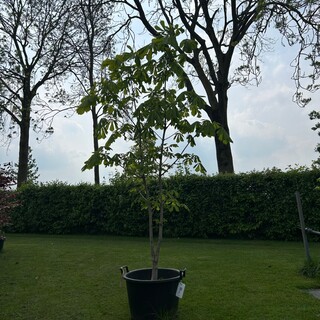 Aesculus hippocastanum (Paardenkastanje wit)