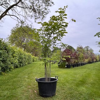 Ulmus leavis (Fladderiep)