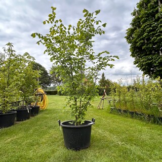 Ulmus leavis (Fladderiep)